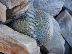 Mammillaria lanata