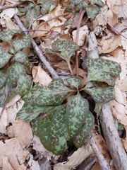 Pachysandra procumbens