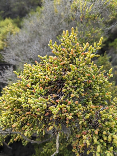 Image of Tecticornia arbuscula by (c) Michael A. Alcorn, some rights reserved (CC BY)