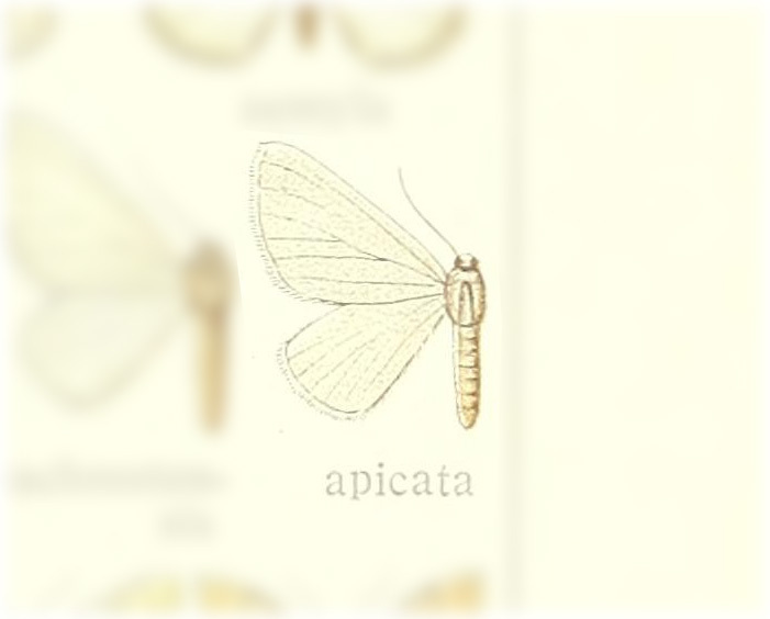 Lithostege apicata
