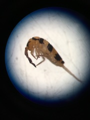 Entomobrya triangularis