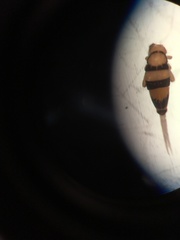 Entomobrya triangularis