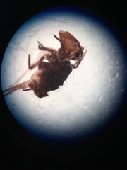 Ptenothrix atra