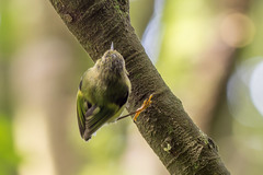 Acanthisitta chloris