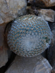Mammillaria lanata
