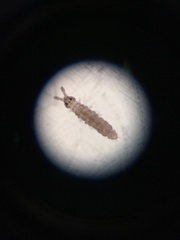 Ceratophysella