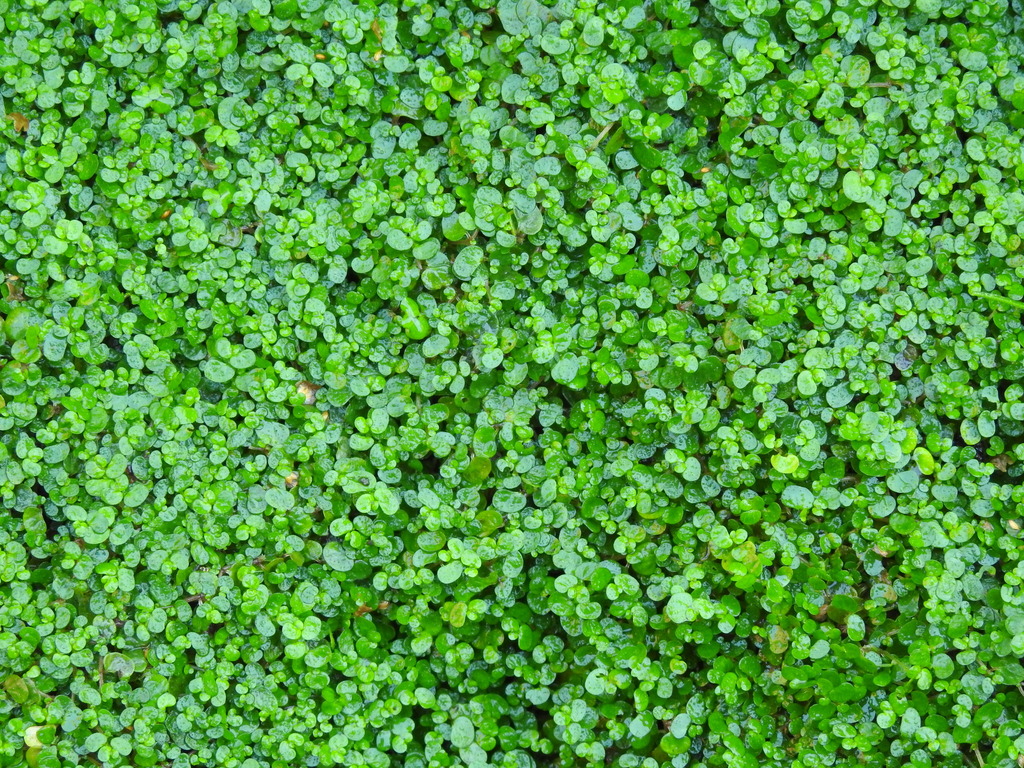 Soleirolia soleirolii