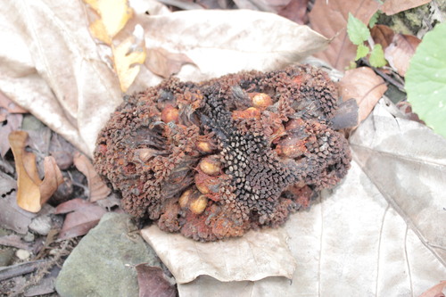 Artocarpus treculianus