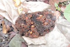 Artocarpus treculianus