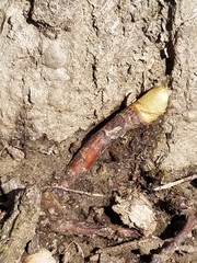 Podophyllum peltatum