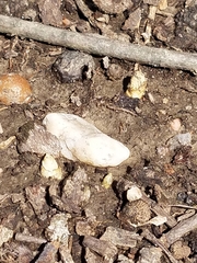 Podophyllum peltatum