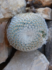 Mammillaria lanata