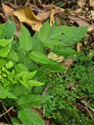 Sambucus lanceolata (Sambucus lanceolata)