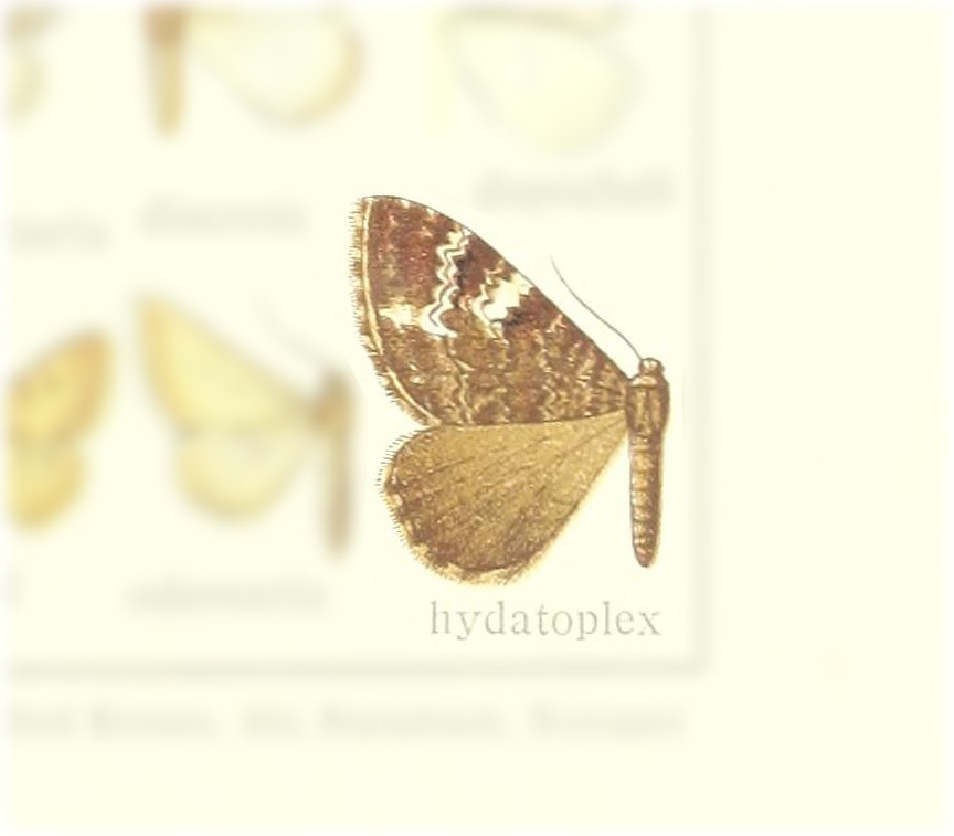 Rheumaptera hydatoplex