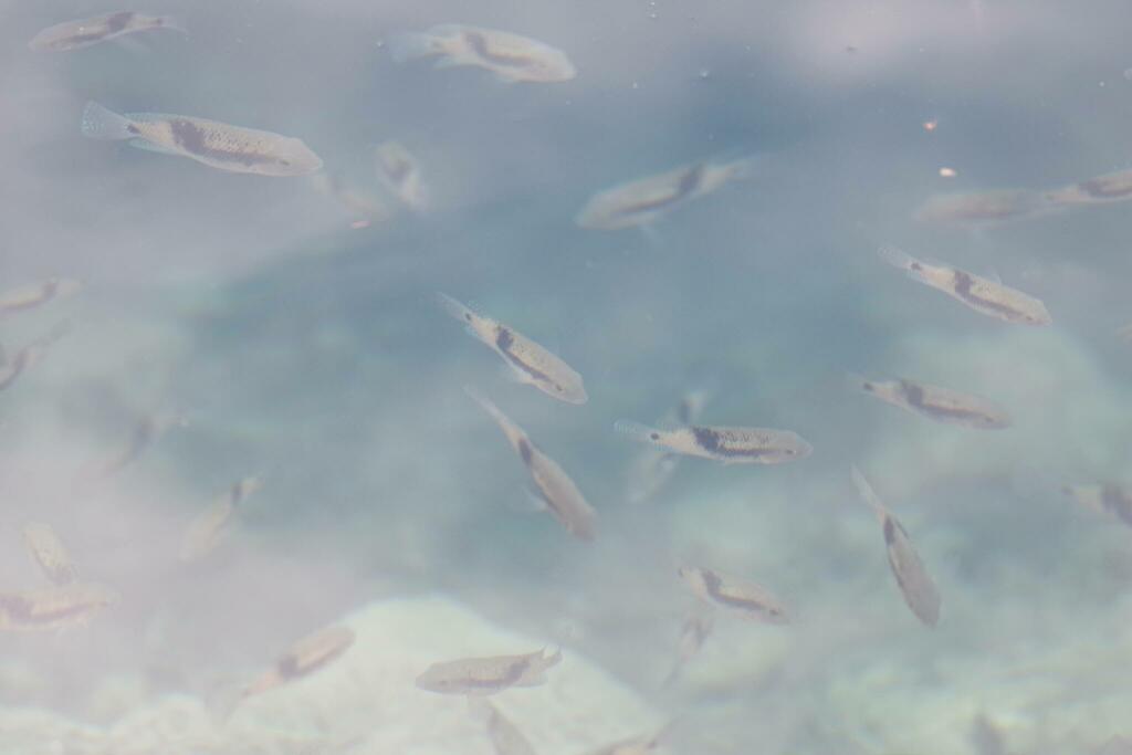 Intermediate cichlid (Theraps intermedius) — Cichlidae