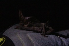 Idionycteris phyllotis