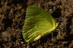 Aphrissa statira statira