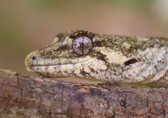 Mokopirirakau granulatus