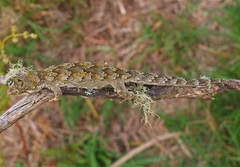 Mokopirirakau granulatus