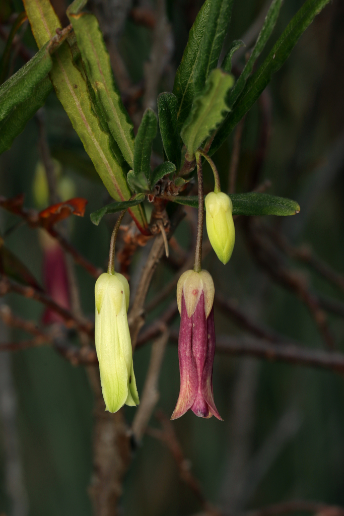 Billardiera uniflora