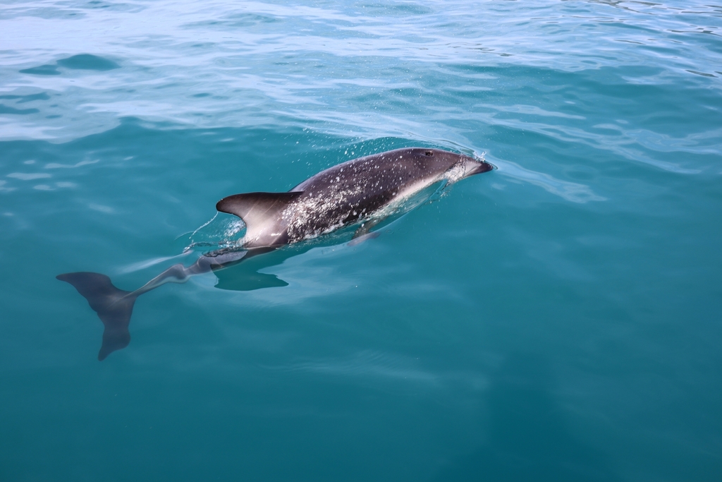 Dusky Dolphin from 1406-1342, Peketā 7374, New Zealand on October 13 ...