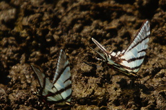 Protographium epidaus fenochionis