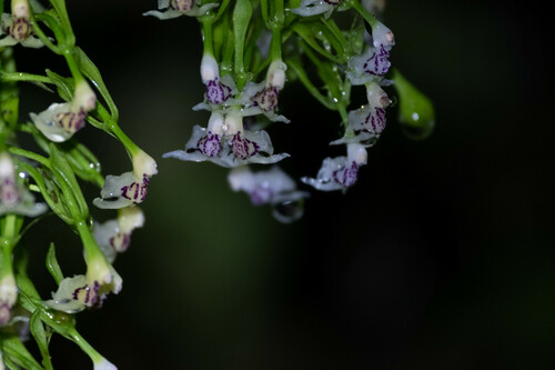Epidendrum piliferum Rchb.f. 4
