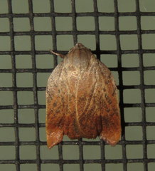 Tortricopsis pyroptis