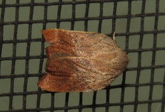 Tortricopsis pyroptis