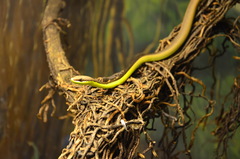 Philodryas mattogrossensis