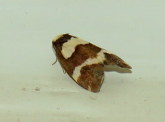 Thallarcha phalarota