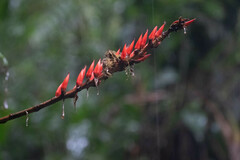 Pitcairnia brittoniana image