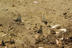 Protographium epidaus