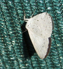 Eirmocides consimilis