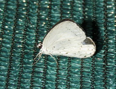 Eirmocides consimilis
