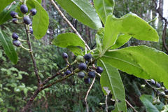 Melicytus lanceolatus