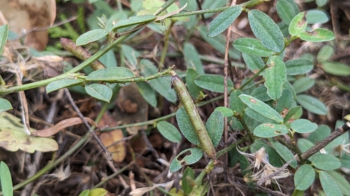 Indigofera taiwaniana