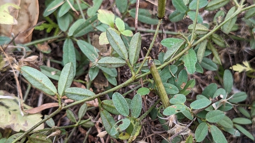 Indigofera taiwaniana, photograph 1