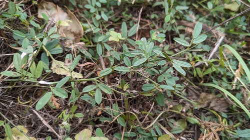 Indigofera taiwaniana, photograph 2