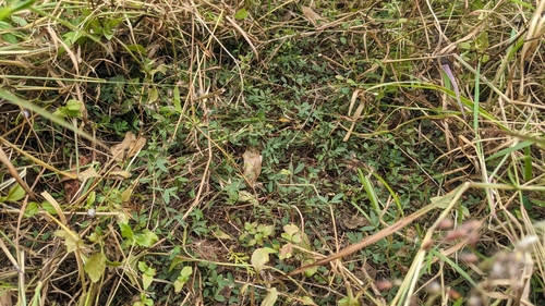 Indigofera taiwaniana, photograph 3