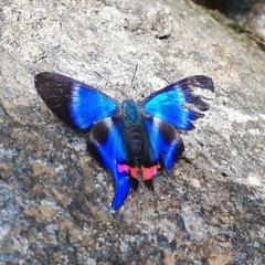 Rhetus dysonii