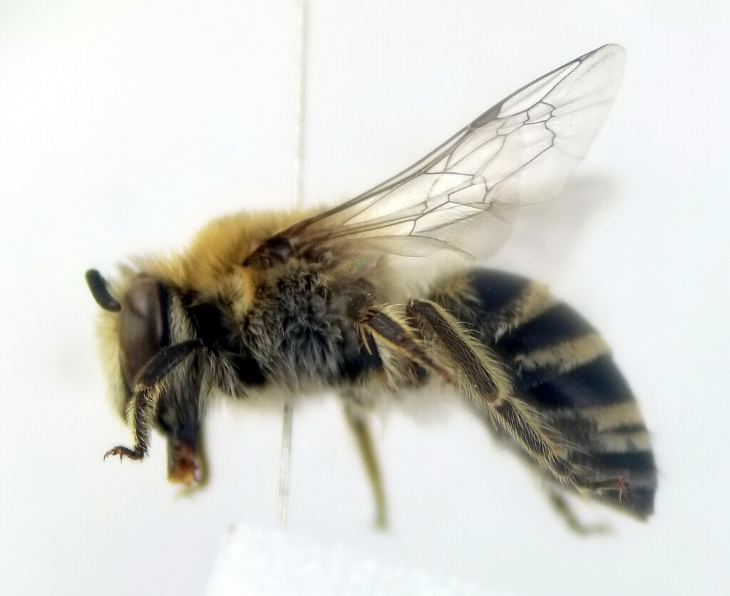 Eous Cellophane Bee