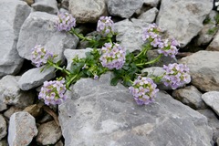 Noccaea rotundifolia