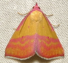 Phytometra rhodarialis