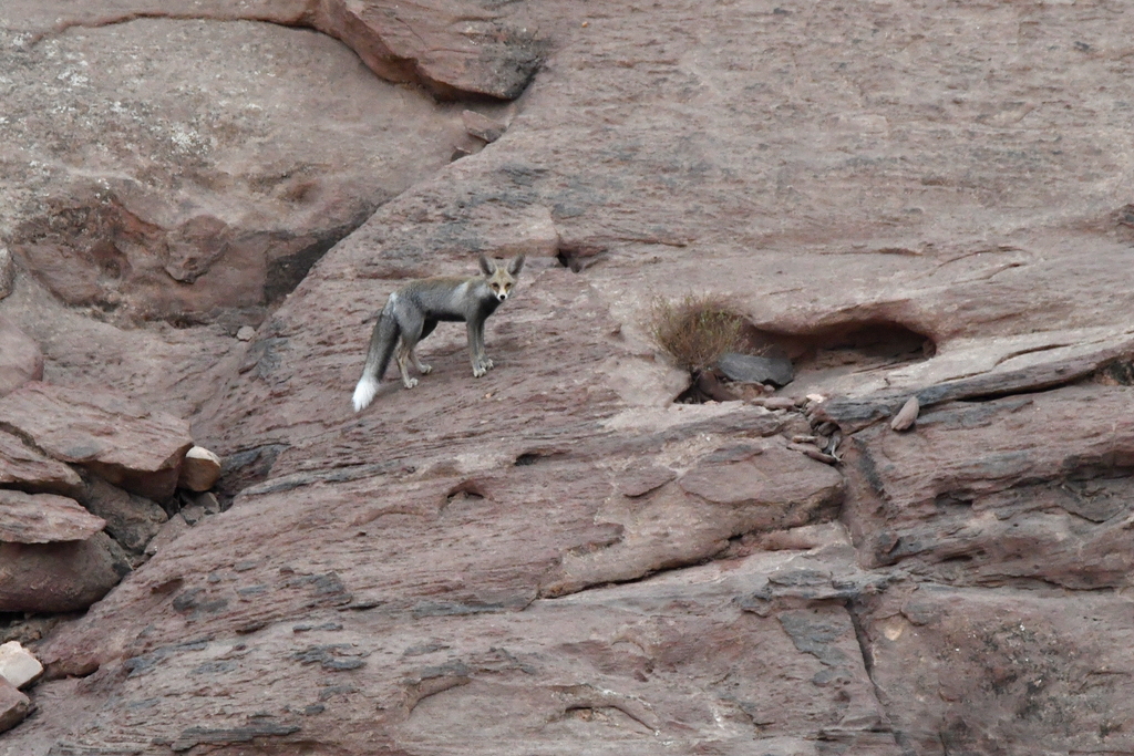 Qatari Fox Arabian Red Fox from Aqaba Qasabah District, Jordanie on October 3 ...
