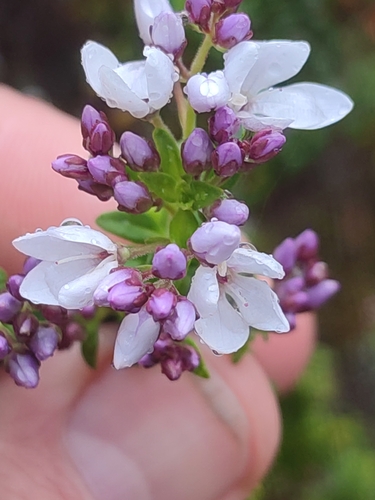 Image of Veronica formosa by no rights reserved