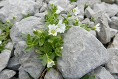 Cerastium latifolium