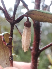 Correa lawrenciana, photograph Quentin Groom, CC0, iNaturalist via GBIF
