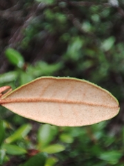 Correa lawrenciana, photograph Quentin Groom, CC0, iNaturalist via GBIF