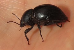 Ocnodes